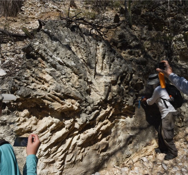 Fossil shots_p3 (1 of 1) 1